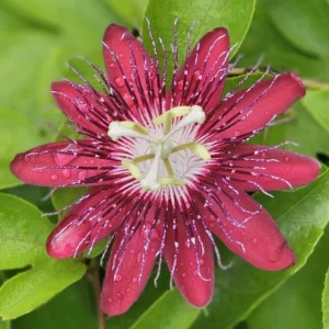 Lady Margaret Passionflower Live Plant – 5-9