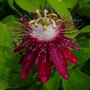 Lady Margaret Passionflower Live Plant – 5-9