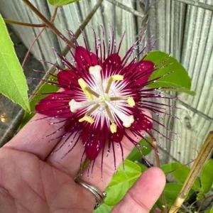 Lady Margaret Passionflower Live Plant – 5-9