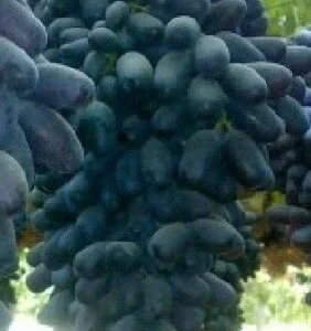 Ladyfingers Black Grape Vine Cuttings - 3 Count, Edible Perennial Outdoor - Image 2