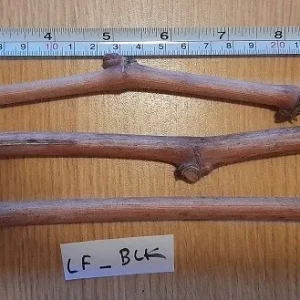 Ladyfingers Black Grape Vine Cuttings - 3 Count, Edible Perennial Outdoor - Image 1