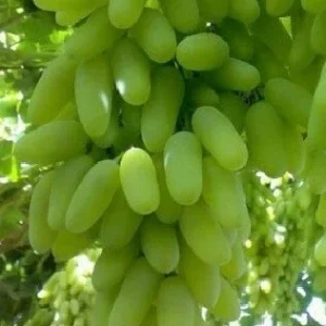 Ladyfingers White Grape Vine Cuttings - 2 Pack, 3+ Nodes, Edible Perennial - Image 2