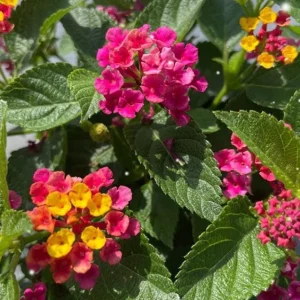 Lantana Anne Marie Live Plant Set - 2 Plants, 4-6