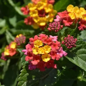 Lantana Anne Marie Live Plant Set - 2 Plants, 4-6