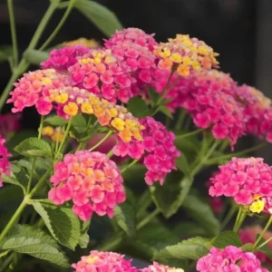 Lantana 'Athens Rose' Live Plant Set - 2 Pack, 4-6