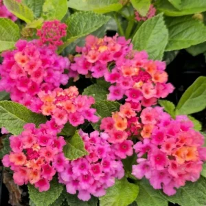 Lantana 'Athens Rose' Live Plant Set - 2 Pack, 4-6
