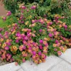 Lantana 'Athens Rose' Live Plant Set - 2 Pack, 4-6" Tall Starter Plants - Image 1