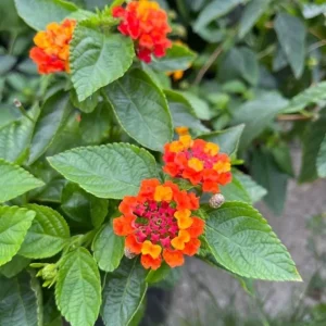 Lantana Camara 'Fireworks' Live Plant Set – 2x 4-6