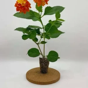 Lantana Camara 'Fireworks' Live Plant Set – 2x 4-6