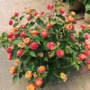 Lantana Camara 'Fireworks' Live Plant Set – 2x 4-6" Tall Starter Plants, Attracts Pollinators - Image 1