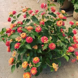 Lantana Camara 'Fireworks' Live Plant Set – 2x 4-6