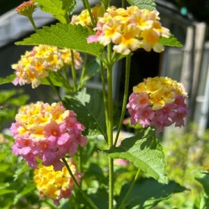 Lantana Camara Live Plant Set of 2 - 4-6