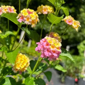 Lantana Camara Live Plant Set of 2 - 4-6