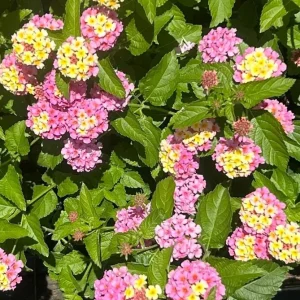 Lantana Camara Live Plant Set of 2 - 4-6