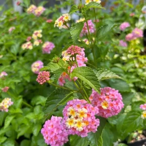 Lantana Camara Live Plant Set of 2 - 4-6
