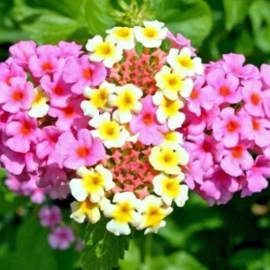 Lantana Ham & Eggs Live Plant Set - 3 Plants, 4-6