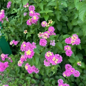 Lantana Ham & Eggs Live Plant Set - 3 Plants, 4-6