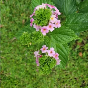 Lantana Ham & Eggs Live Plant Set - 3 Plants, 4-6