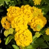 Lantana New Gold Live Plant, Set of 2, 4-6" Tall, Bare Root, Attracts Pollinators - Image 1