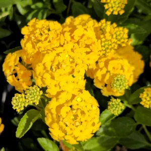 Lantana New Gold Live Plant, Set of 2, 4-6
