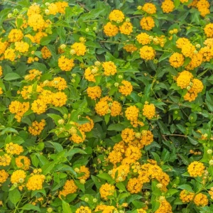 Lantana New Gold Live Plant, Set of 2, 4-6
