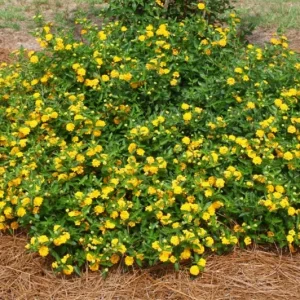 Lantana New Gold Live Plant, Set of 2, 4-6