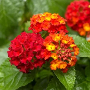 Lantana Salsa Live Plants - Set of 2, 4-6