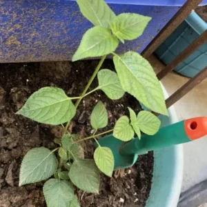 Lantana Salsa Live Plants - Set of 2, 4-6