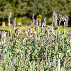 Lavender Live Plant – Set of 2, 4-6