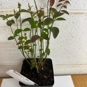 Legacy Blueberry Live Plant – 4 inch Pot – Outdoor Fruit Shrub - Image 2