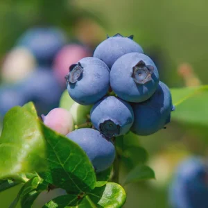 Legacy Blueberry Live Plant – 4 inch Pot – Outdoor Fruit Shrub - Image 3