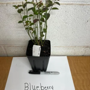 Legacy Blueberry Live Plant – 4 inch Pot – Outdoor Fruit Shrub - Image 4