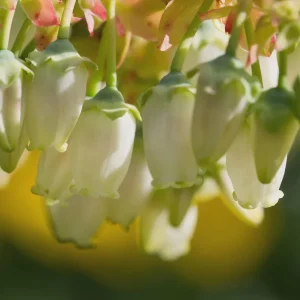 Legacy Blueberry Live Plant – 4 inch Pot – Outdoor Fruit Shrub - Image 5