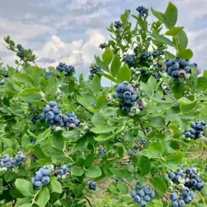 Legacy Blueberry Live Plants, Set of 2 - 4-6