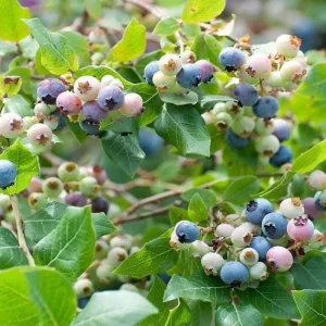 Legacy Blueberry Live Plants, Set of 2 - 4-6