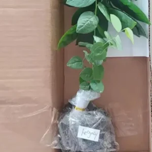 Legacy Blueberry Live Plants, Set of 2 - 4-6