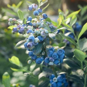 Legacy Southern Highbush Blueberry Live Plant - 4-8