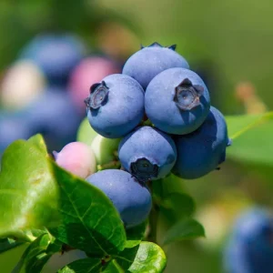 Legacy Southern Highbush Blueberry Live Plant - 4-8