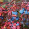 Legacy Southern Highbush Blueberry Live Plant - 4-8" Starter Bush - Image 1