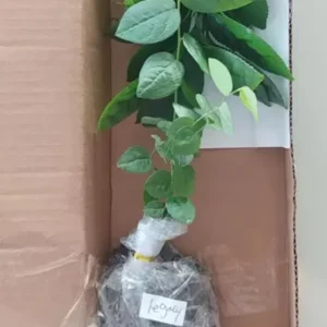 Legacy Southern Highbush Blueberry Live Plant - 4-8