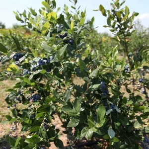 Legacy Southern Highbush Blueberry Live Plant - 4-8