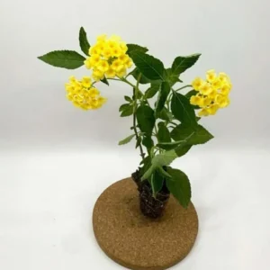 Lemon Drop Lantana Live Plant - Set of 2, 4-6