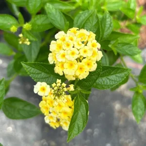 Lemon Drop Lantana Live Plant - Set of 2, 4-6