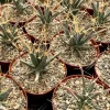 Leuchtenbergia Principis Live Plant - Agave Cactus - 4 inch or 6 inch Pot - Image 1