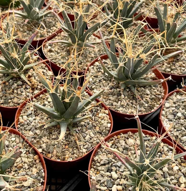 Leuchtenbergia Principis Live Plant - Agave Cactus - 4 inch or 6 inch Pot - Image 1