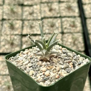 Leuchtenbergia Principis Live Plant - Agave Cactus - 4 inch or 6 inch Pot - Image 3