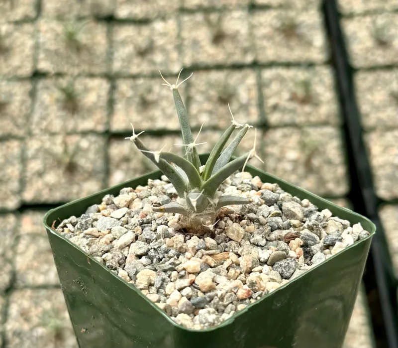 Leuchtenbergia Principis Live Plant - Agave Cactus - 4 inch or 6 inch Pot - Image 3