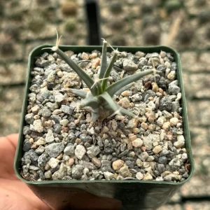 Leuchtenbergia Principis Live Plant - Agave Cactus - 4 inch or 6 inch Pot - Image 4
