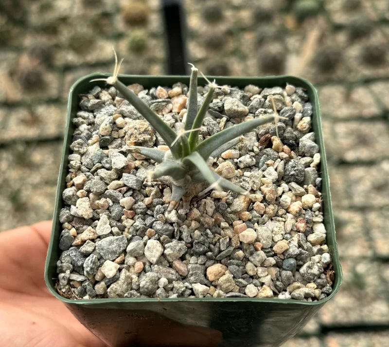 Leuchtenbergia Principis Live Plant - Agave Cactus - 4 inch or 6 inch Pot - Image 4