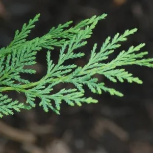 Leyland Cypress Live Plant - 6-12 inch Tall Tree in 2.5 inch Pot - Outdoor Privacy Screen - Image 4